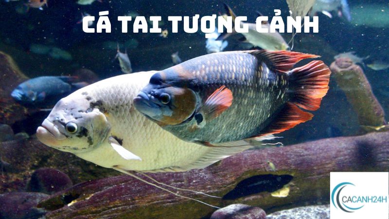 cá tai tượng cảnh