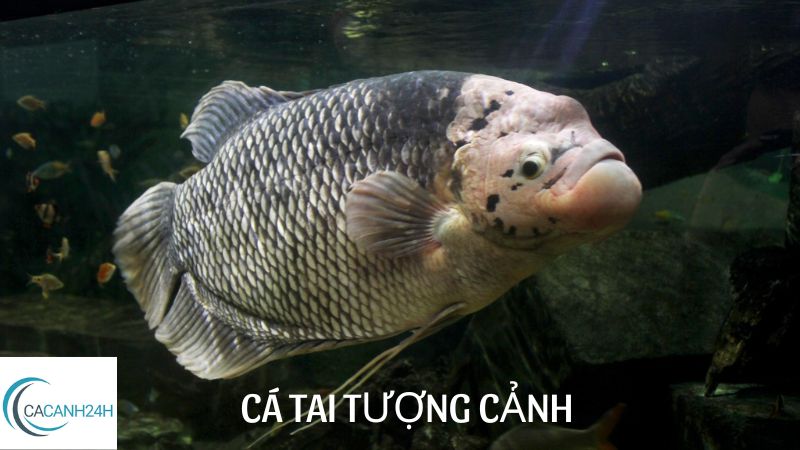 cá tai tượng cảnh