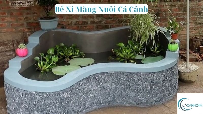 Bể Xi Măng Nuôi Cá Cảnh