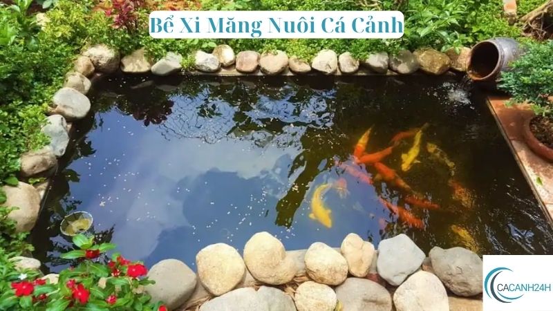 Bể Xi Măng Nuôi Cá Cảnh