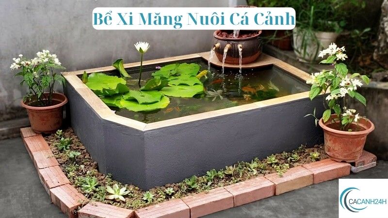 Bể Xi Măng Nuôi Cá Cảnh