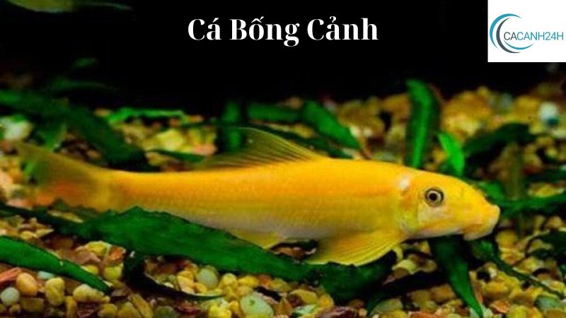 Cá Bống Cảnh