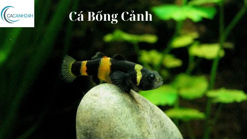 Cá Bống Cảnh