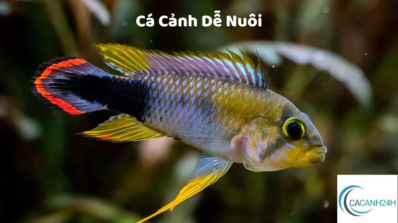 Cá Cảnh Dễ Nuôi