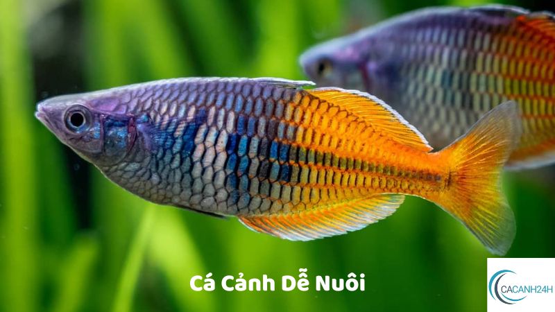 Cá Cảnh Dễ Nuôi 