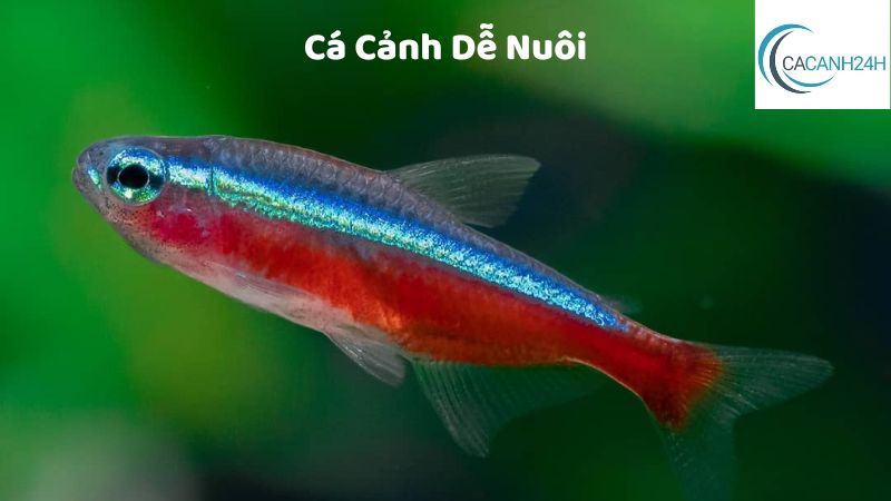 Cá Cảnh Dễ Nuôi