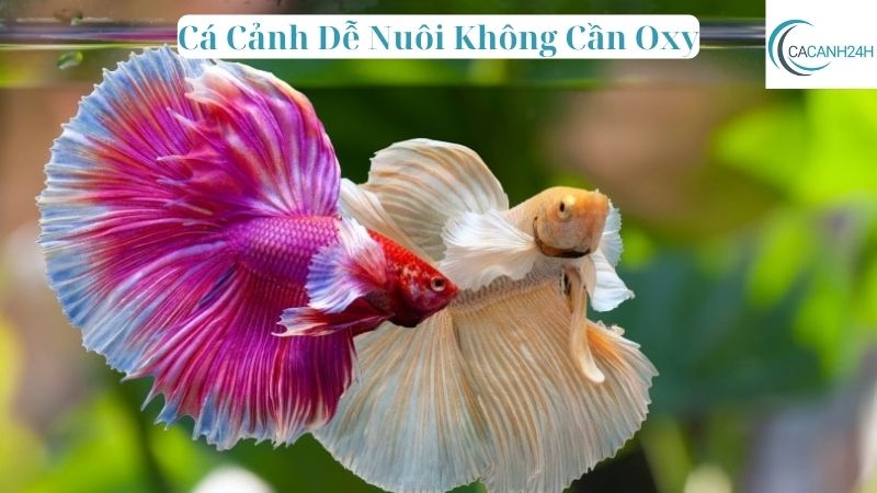 Cá Cảnh Dễ Nuôi Không Cần Oxy