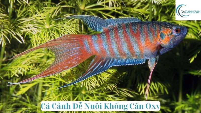 Cá Cảnh Dễ Nuôi Không Cần Oxy