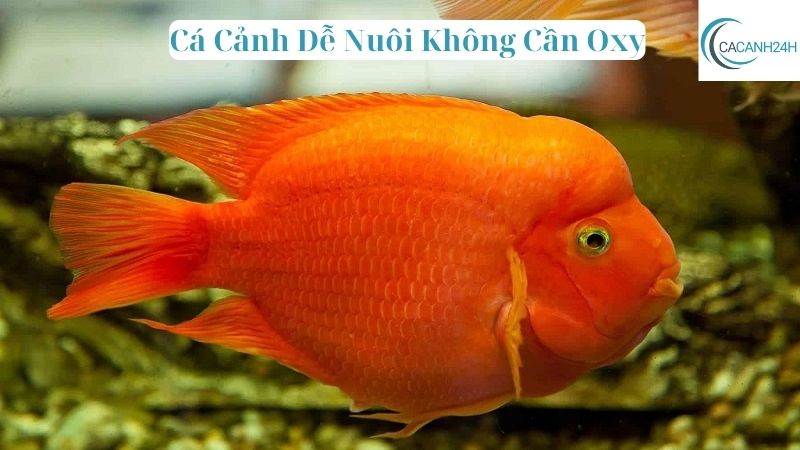 Cá Cảnh Dễ Nuôi Không Cần Oxy