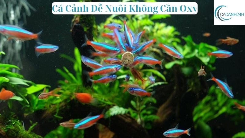 Cá Cảnh Dễ Nuôi Không Cần Oxy