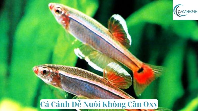 Cá Cảnh Dễ Nuôi Không Cần Oxy