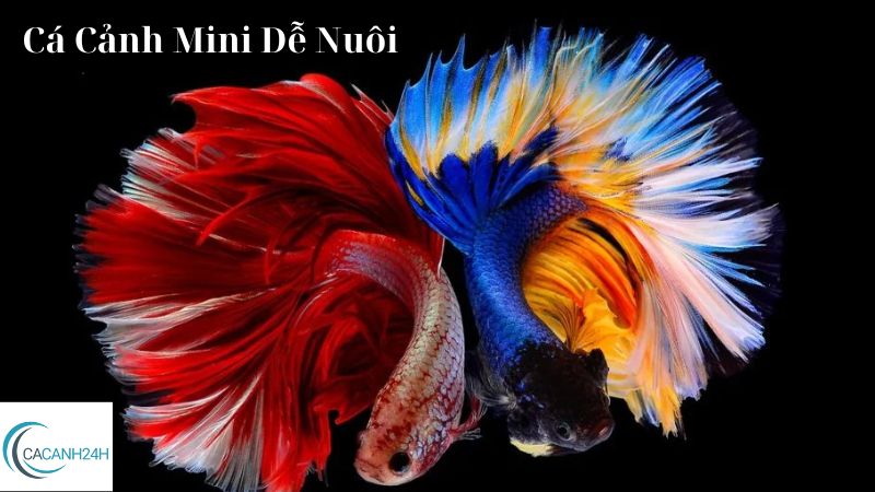 Cá Cảnh Mini Dễ Nuôi