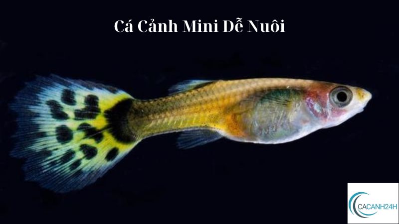 Cá Cảnh Mini Dễ Nuôi