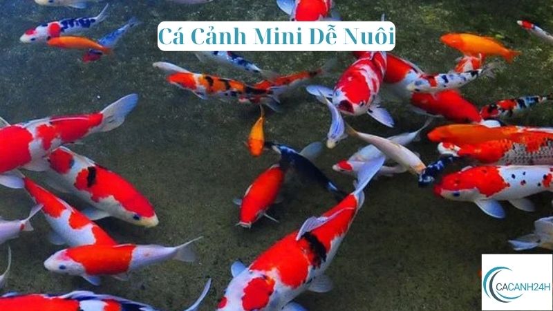 Cá Cảnh Mini Dễ Nuôi 