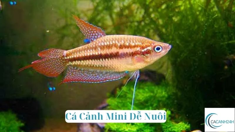 Cá Cảnh Mini Dễ Nuôi