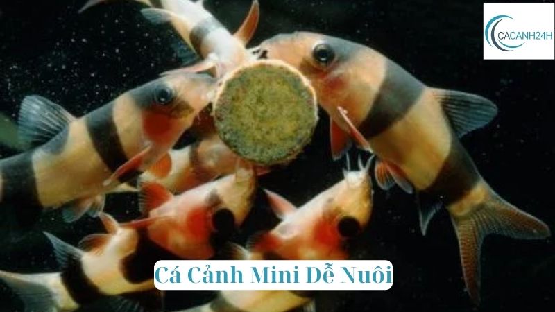 Cá Cảnh Mini Dễ Nuôi