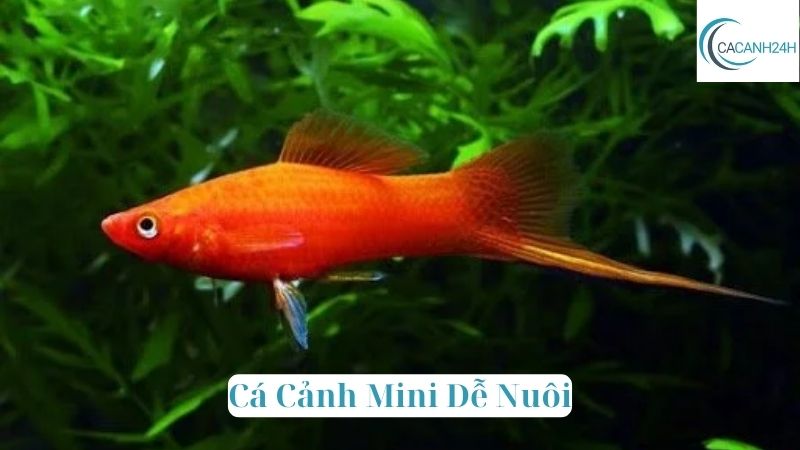 Cá Cảnh Mini Dễ Nuôi