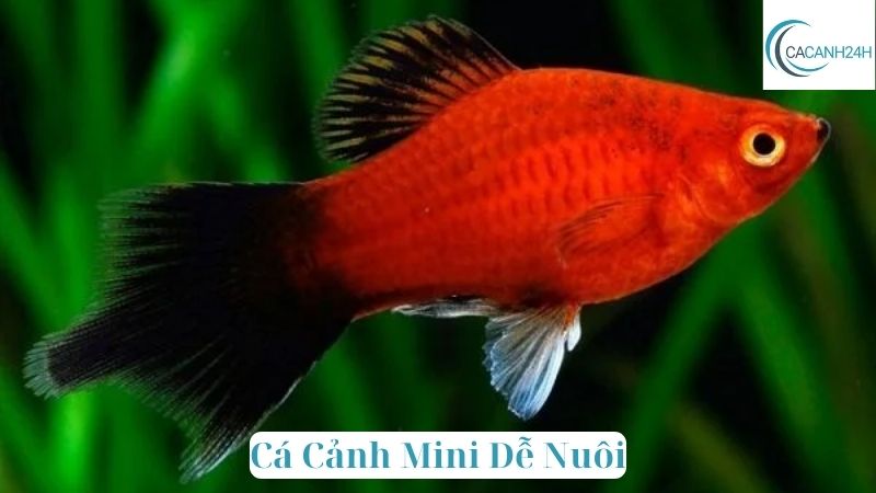 Cá Cảnh Mini Dễ Nuôi