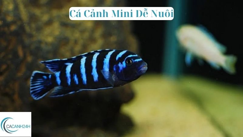 Cá Cảnh Mini Dễ Nuôi