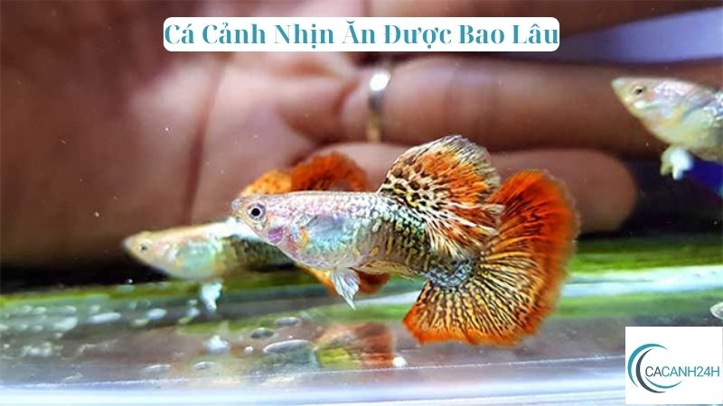 Cá Cảnh Nhịn Ăn Được Bao Lâu