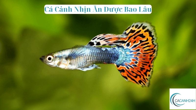 Cá Cảnh Nhịn Ăn Được Bao Lâu