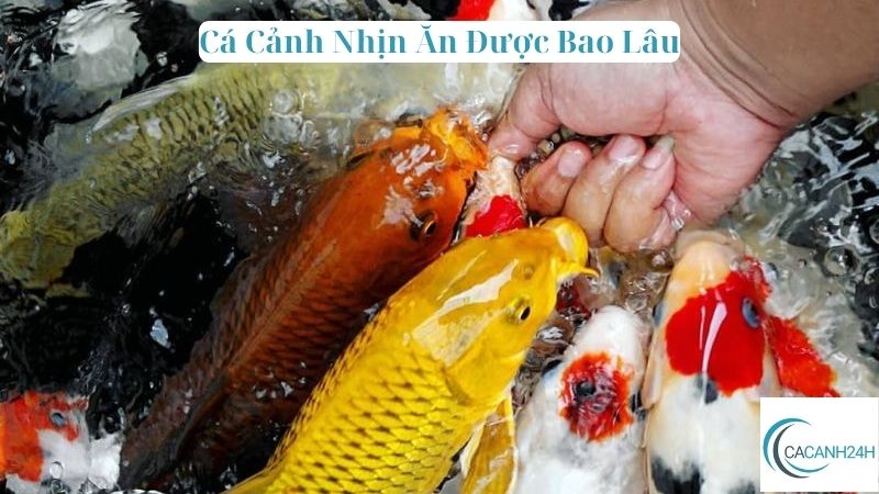 Cá Cảnh Nhịn Ăn Được Bao Lâu