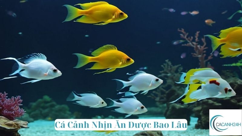 Cá Cảnh Nhịn Ăn Được Bao Lâu