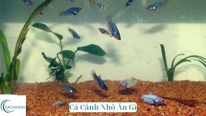 Cá Cảnh Nhỏ Ăn Gì