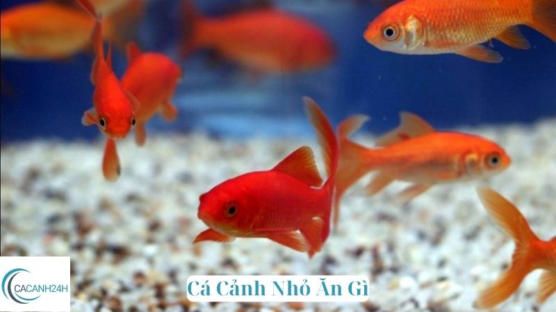 Cá Cảnh Nhỏ Ăn Gì