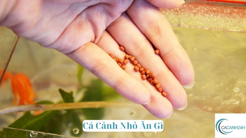 Cá Cảnh Nhỏ Ăn Gì