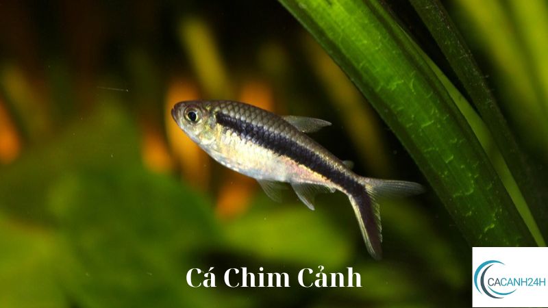 Cá Chim Cảnh