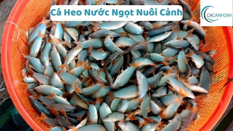 Cá Heo Nước Ngọt Nuôi Cảnh