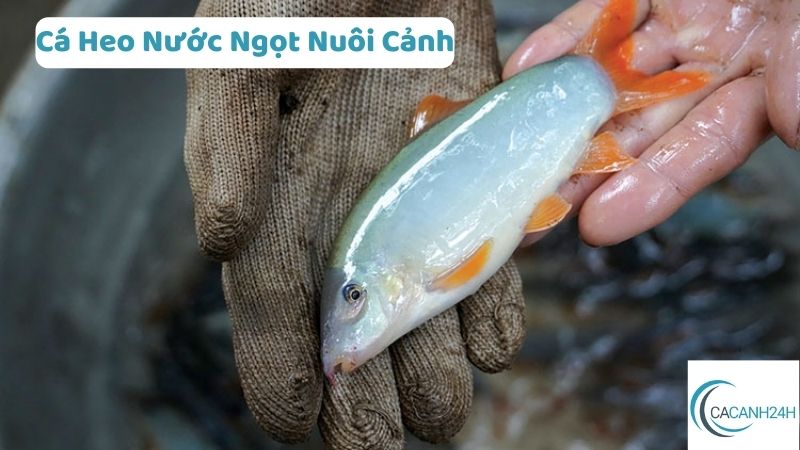 Cá Heo Nước Ngọt Nuôi Cảnh