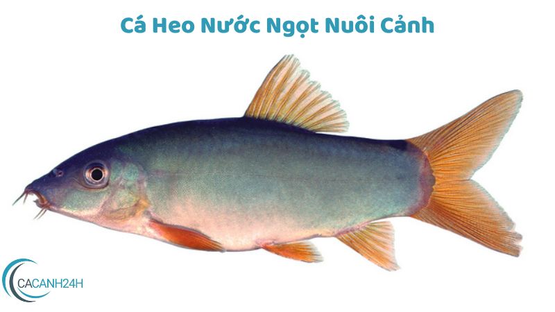 Cá Heo Nước Ngọt Nuôi Cảnh