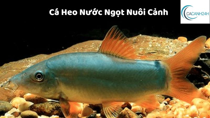 Cá Heo Nước Ngọt Nuôi Cảnh