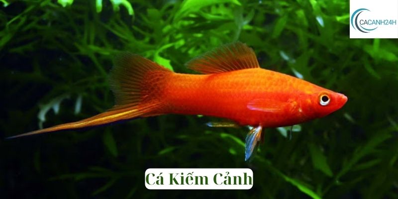 Cá Kiếm Cảnh