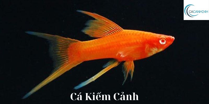 Cá Kiếm Cảnh