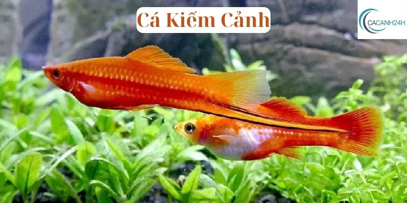 Cá Kiếm Cảnh