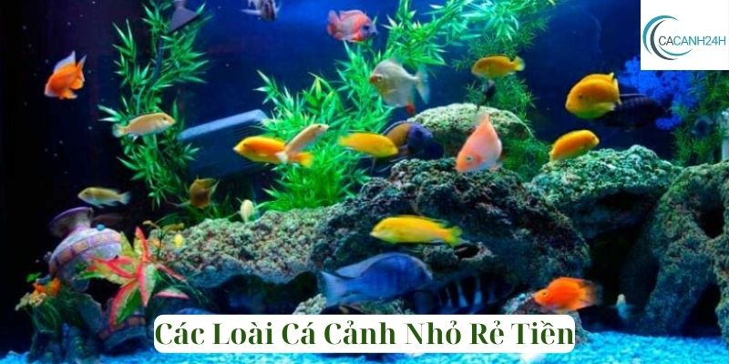 Các Loài Cá Cảnh Nhỏ Rẻ Tiền