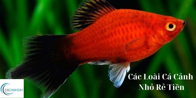 Các Loài Cá Cảnh Nhỏ Rẻ Tiền