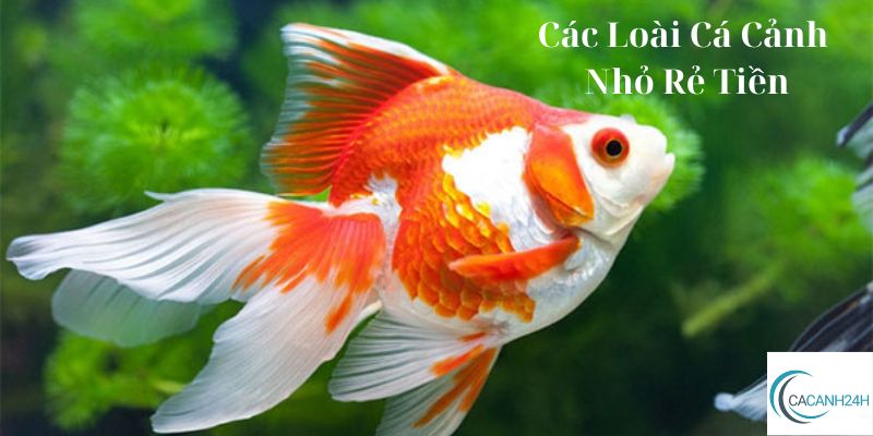 Các Loài Cá Cảnh Nhỏ Rẻ Tiền