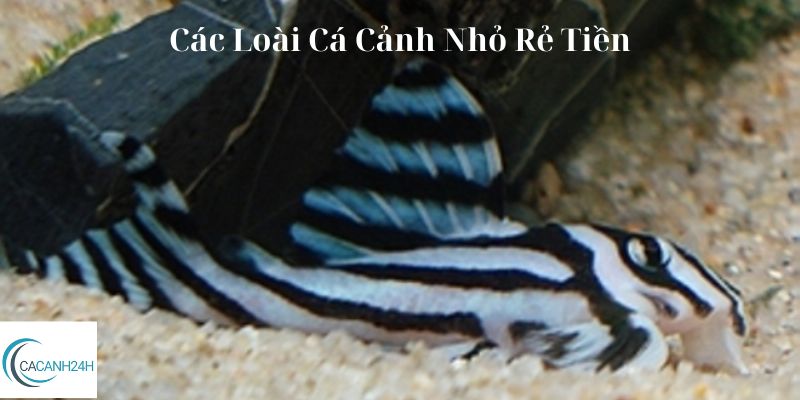 Các Loài Cá Cảnh Nhỏ Rẻ Tiền