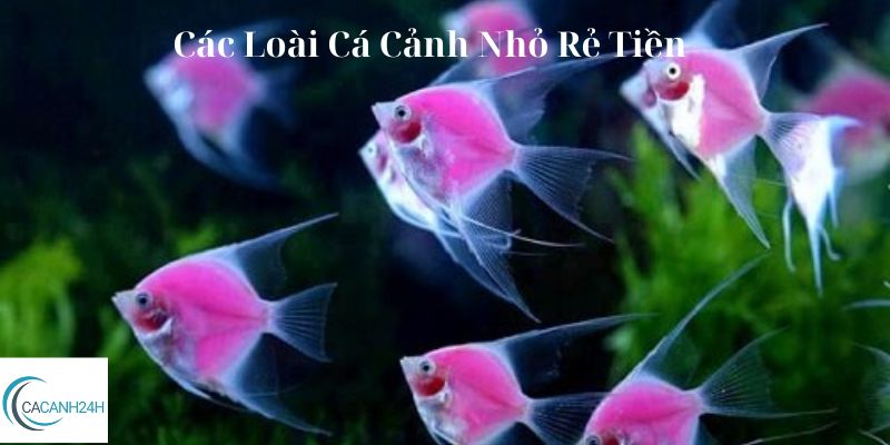 Các Loài Cá Cảnh Nhỏ Rẻ Tiền