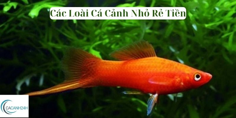 Các Loài Cá Cảnh Nhỏ Rẻ Tiền