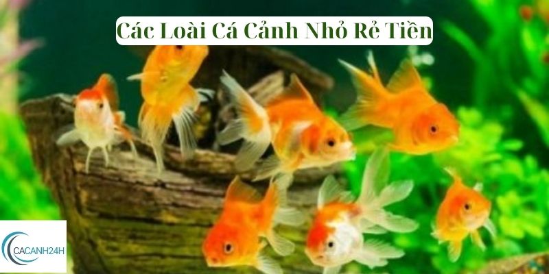 Các Loài Cá Cảnh Nhỏ Rẻ Tiền