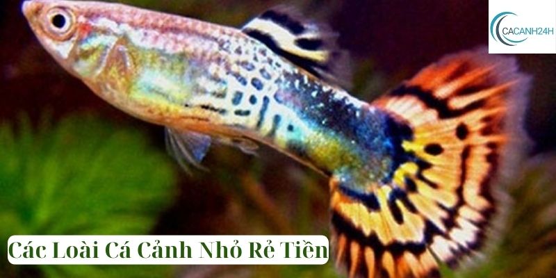 Các Loài Cá Cảnh Nhỏ Rẻ Tiền