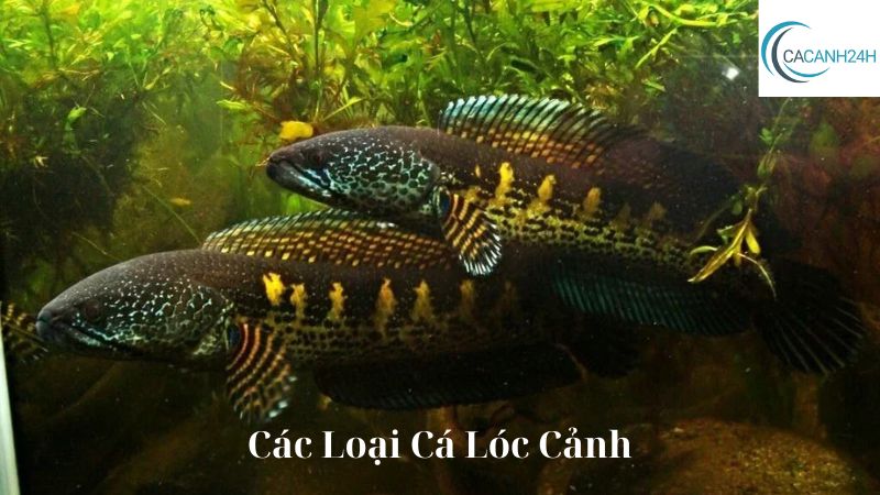 Các Loại Cá Lóc Cảnh