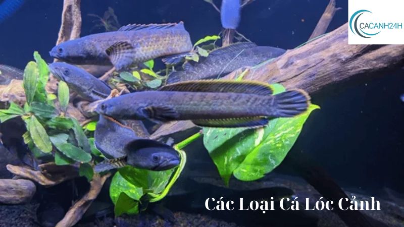 Các Loại Cá Lóc Cảnh