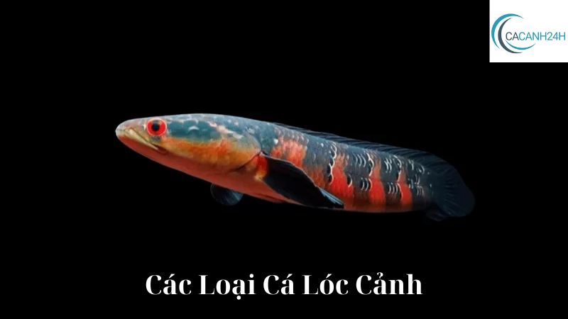 Các Loại Cá Lóc Cảnh