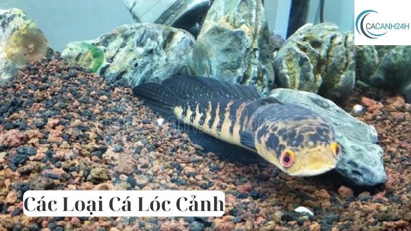 Các Loại Cá Lóc Cảnh